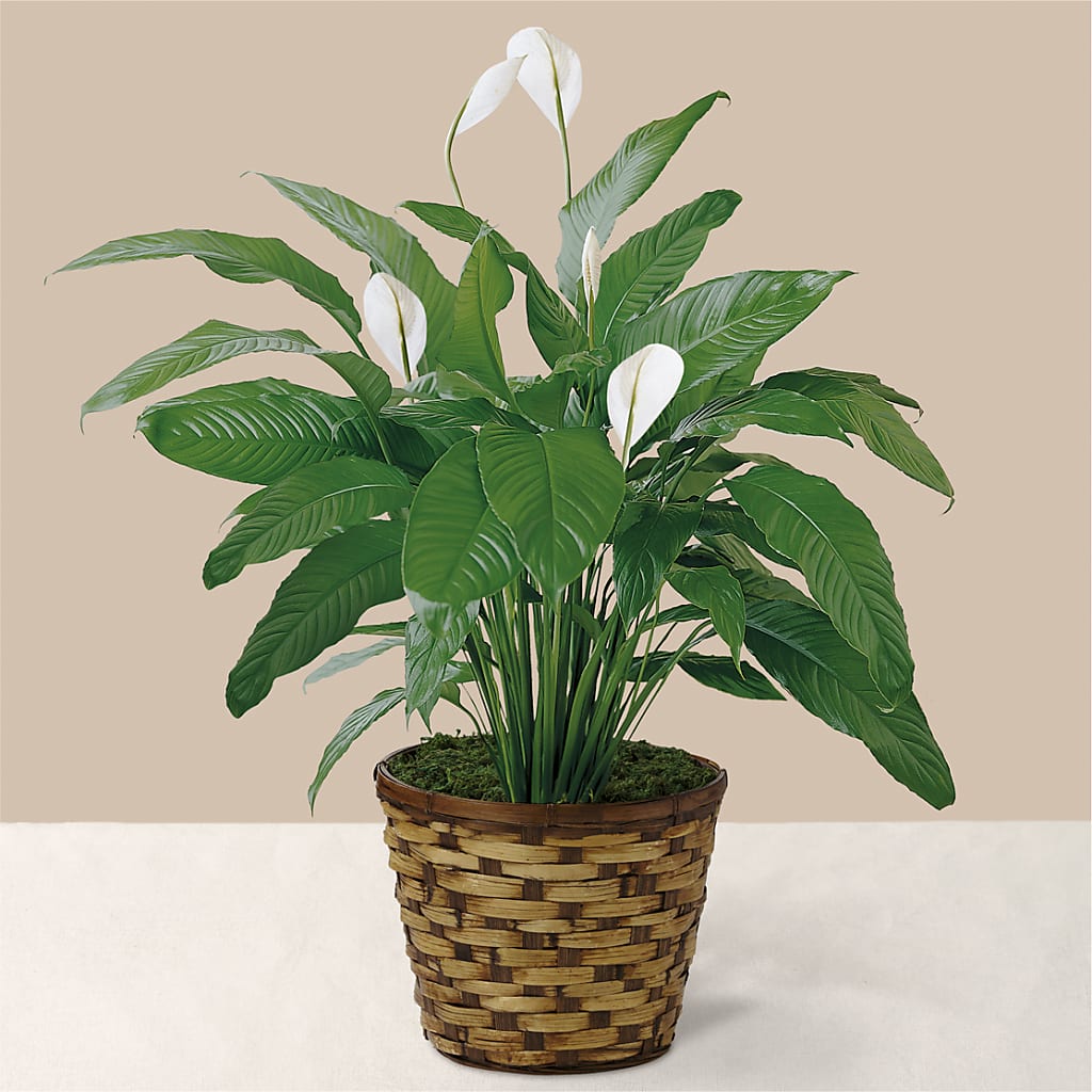 Tranquil Moments Peace Lily Plant – Your Thoughts Floral, El Paso TX