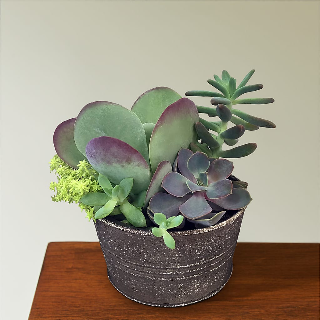 Lush Succulent Garden – Your Thoughts Floral, El Paso TX