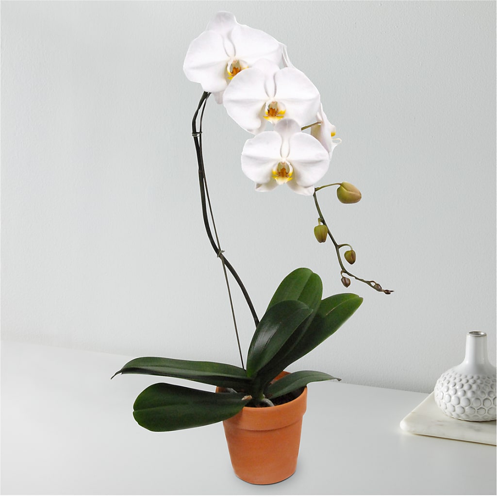 White Cascading Orchid – Your Thoughts Floral, El Paso TX