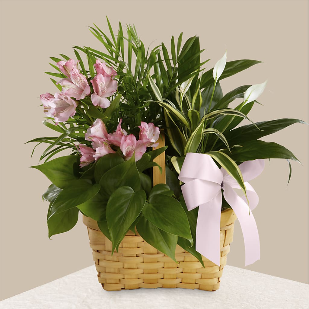 Living Spirit Dishgarden – Your Thoughts Floral, El Paso TX