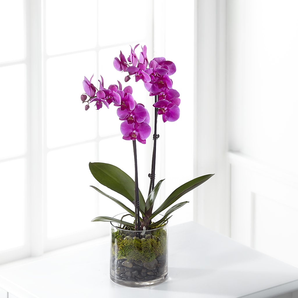 Pink Orchid Plant – Your Thoughts Floral, El Paso TX
