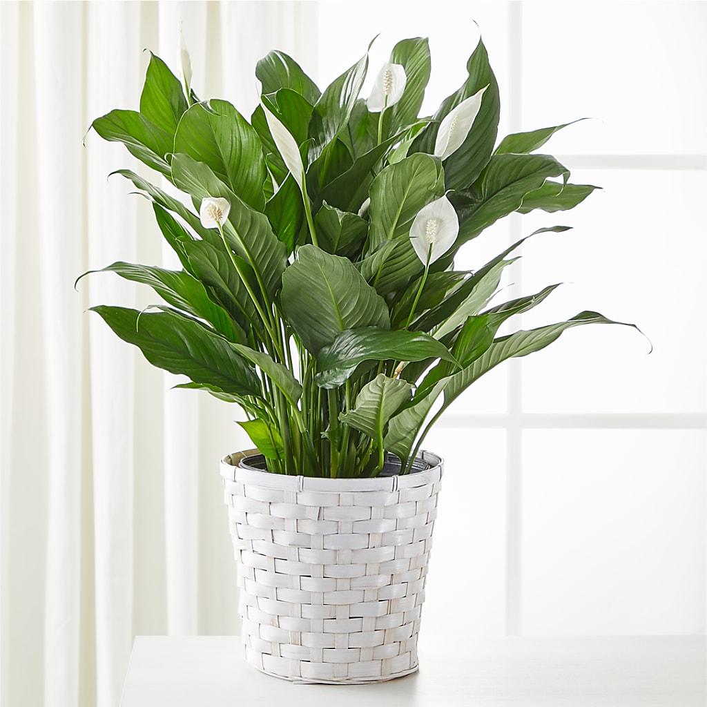 A New Leaf Peace Lily – Your Thoughts Floral, El Paso TX