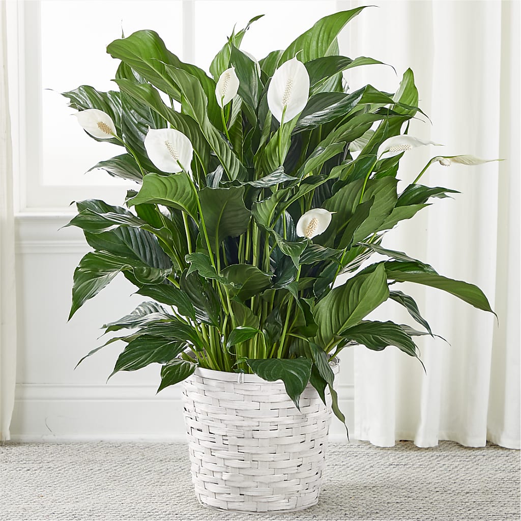 A New Leaf Peace Lily – Your Thoughts Floral, El Paso TX